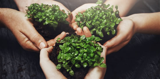 Visuel mains tenant des plantes - Bouygues Telecom